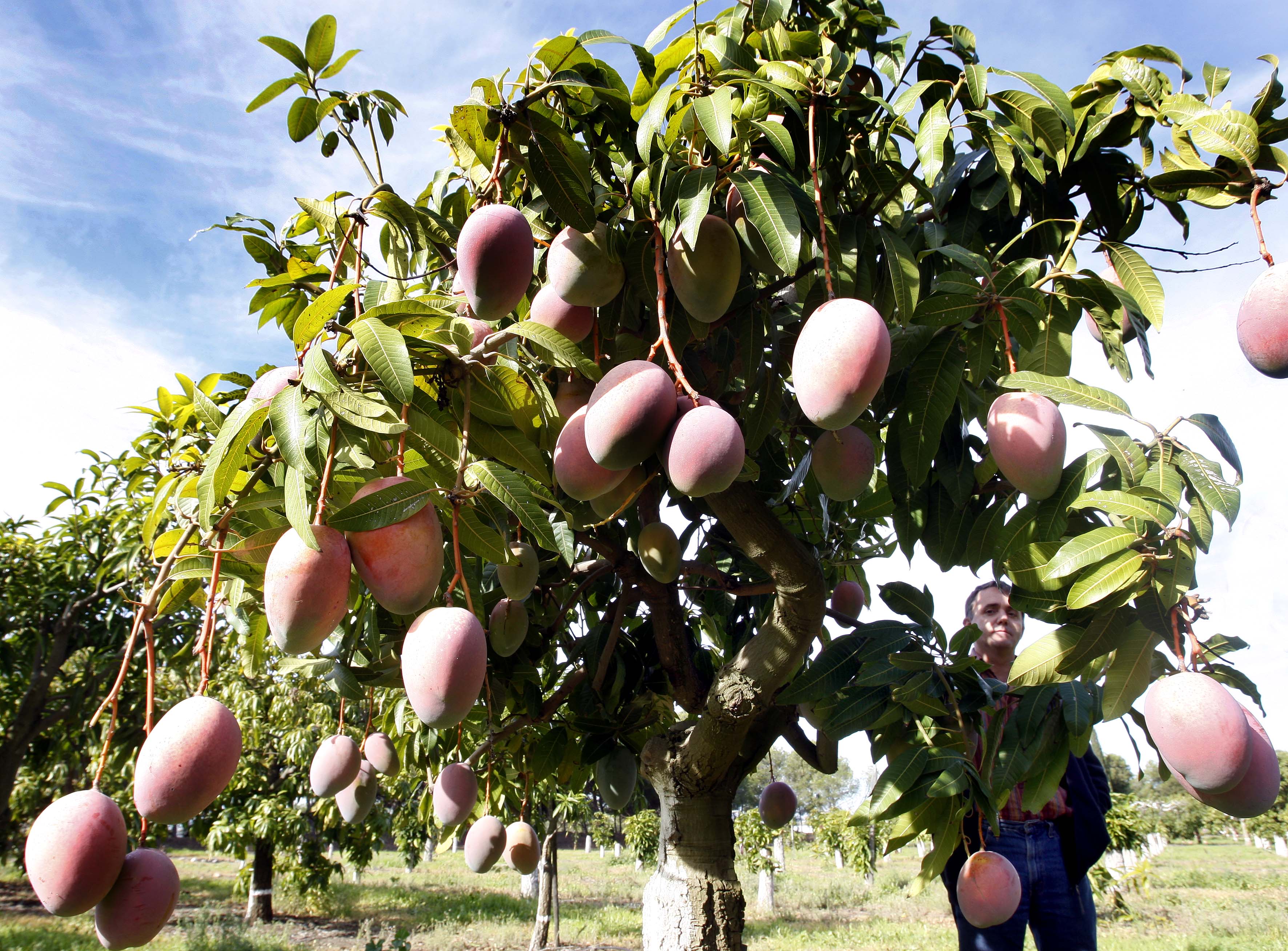 La producción de mango de los próximos años cubrirá mercado europeo