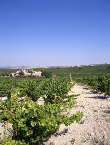 Finca La Cañada - Lagar y Viñedo - PÉREZ BARQUERO